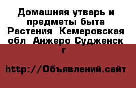 Домашняя утварь и предметы быта Растения. Кемеровская обл.,Анжеро-Судженск г.